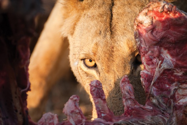 Löwin. Foto: Jürgen Ross