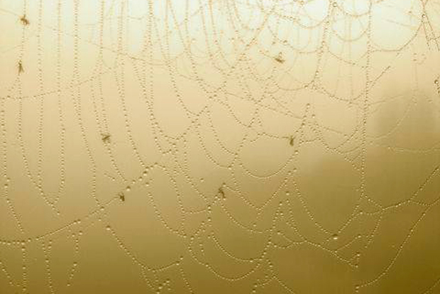 Im Netz verfängt sich immer so allerlei. Foto: Daniel Thalheim