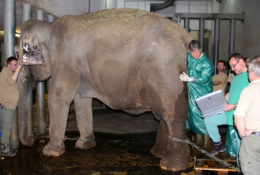 Ultraschall-Untersuchung bei Thura. Foto: Zoo Leipzig