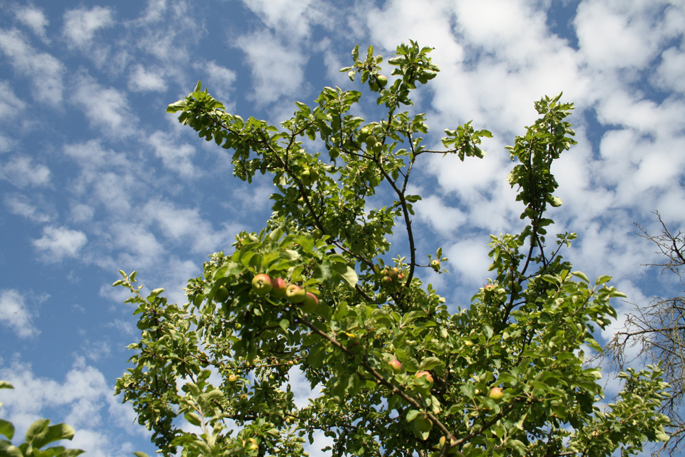 Auch um die Streuobstwiesen kümmern sich die Naturschützer in Sachsen. Foto: Ralf Julke