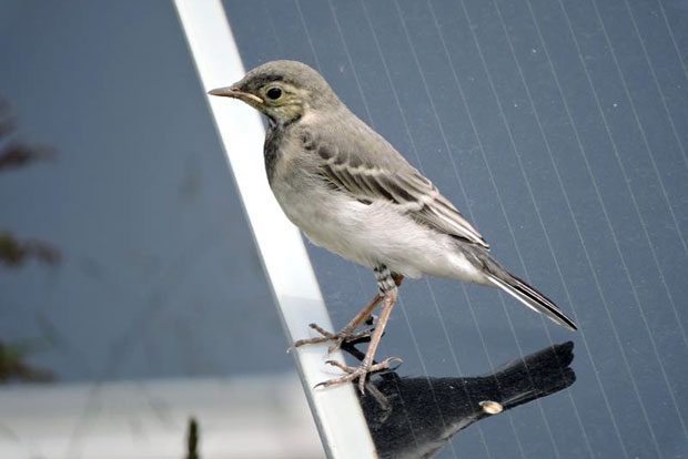 Eine junge Bachstelze sitzt auf einem Solarmodul in der Sonne. Foto: Thomas Krönert