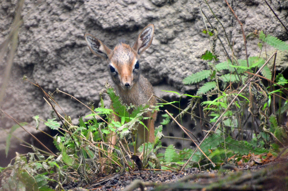 Dikdiknachwuchs in Gondwanaland. Foto: Zoo Leipzig