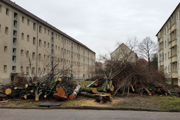 Fällungen Bernhard-Göring-Straße.  Foto: Anwohner; Ökolöwe