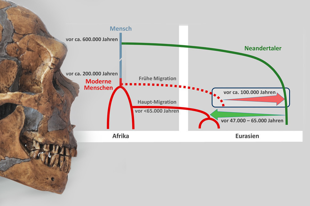 Neandertalerschädel und wahrscheinliche Begegnungen von Neandertaler und modernem Menschen. Foto: MPI für evolutionäre Anthropologie / Grafik: Ilan Gronau