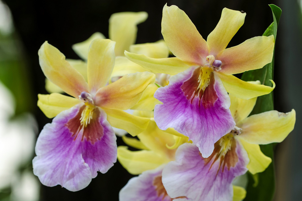 Orchidee der Gattung Phalaenopsis. Foto: Botanischer Garten/Universität Leipzig