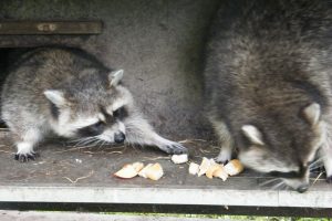 Was fressen Tiere so, wie oft werden sie am Tag gefüttert? Foto: Wildpark e. V.