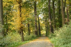 Leipziger Auwald im Herbst. Foto: Ralf Julke