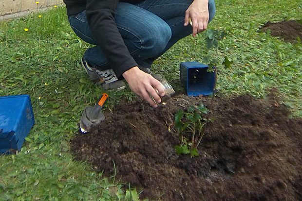Johannisbeere pflanzen am Studentenwohnheim in der Mainzer Straße im Oktober 2015. Foto: erleb-bar