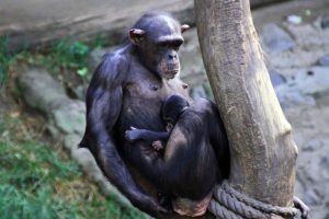 Thomsongazellenjungtier im Stall. Zoo Leipzig