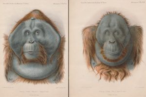 Moritz und Max, die beiden Orang Utans, die nie in Leipzig ankamen. Zeichnungen: Adolphe Philippe Millot, Foto: Universitätsbibliothek Leipzig