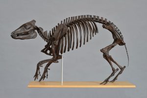 Dreidimensionale Skelettrekonstruktion eines großen Urpferdes (nach Hellmund & Koehn), Foto: M. Scholz, Archiv Geiseltalsammlung/ZNS, Halle (Saale)