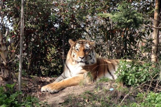 Großkatzen sind nicht im Verbotsvorschlag des Budnesrates erfasst, sollen aber zumindest ein festes Quartier bekommen. Foto: Sebastian Beyer