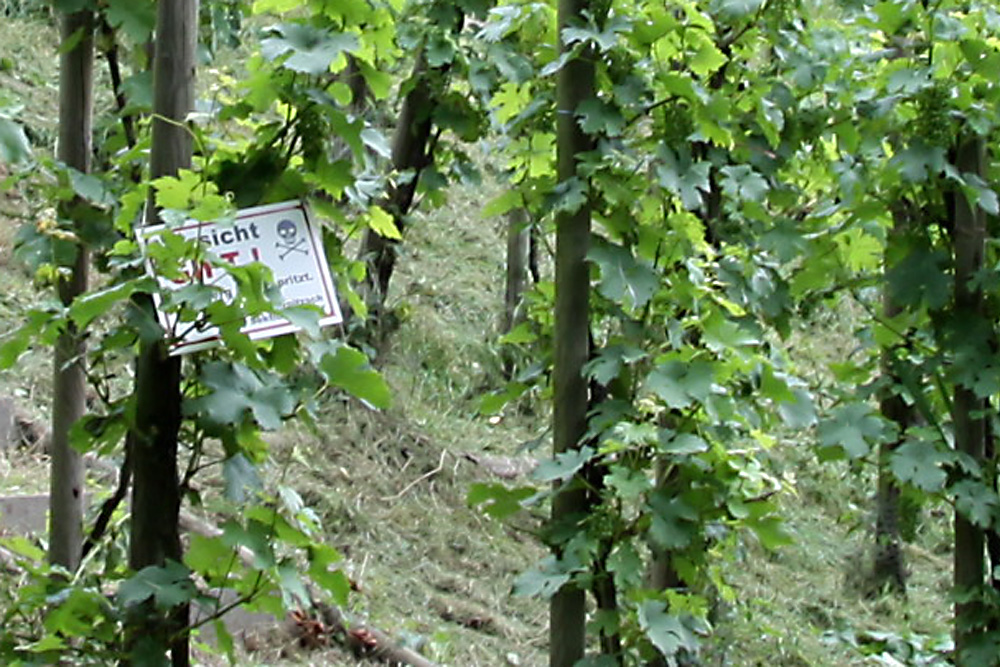 Das Schild im Weinhang kam nur ganz zufällig mit ins Bild. Foto: Matthias Weidemann