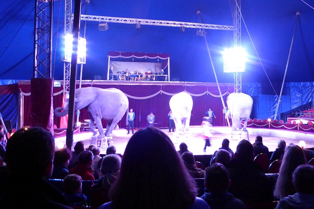 Der Zirkus ist in der Stadt. Die Elefanten bei der Abendvorstellung am 19. März 2016. Foto: Privat