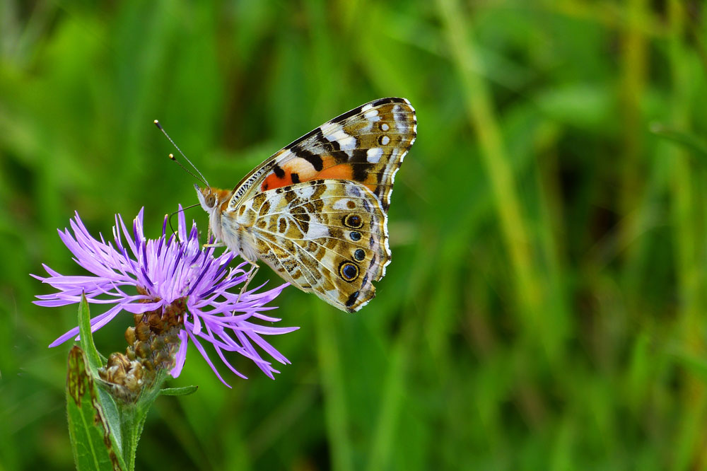Distelfalter. Foto: C. Lachmann/BUND
