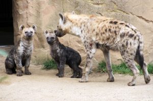 Hyänennachwuchs im Zoo Leipzig. Foto: Zoo Leipzig