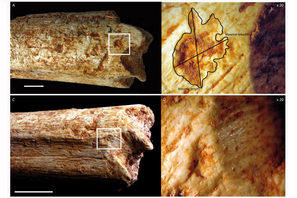 An beiden Enden des Oberschenkelknochens eines 500.000 Jahre alten Homininen aus Marokko befinden sich Beißspuren, die von Fleischfressern stammen. Foto: MPI f. evolutionäre Anthropologie