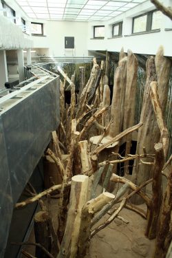 Blick von der Pfleger-Galerie ins Innere der Koala-Anlage. Foto: Ralf Julke