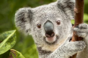 Das Koalamännchen Oobi-Ooobi. Foto: Dierenpark Planckendael Jonas Verhulst