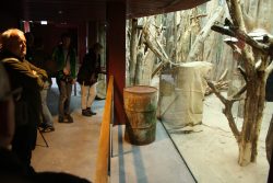 Durch große Schaufenster kann der Besucher ins Klettergehege der Koalas blicken. Foto: Ralf Julke