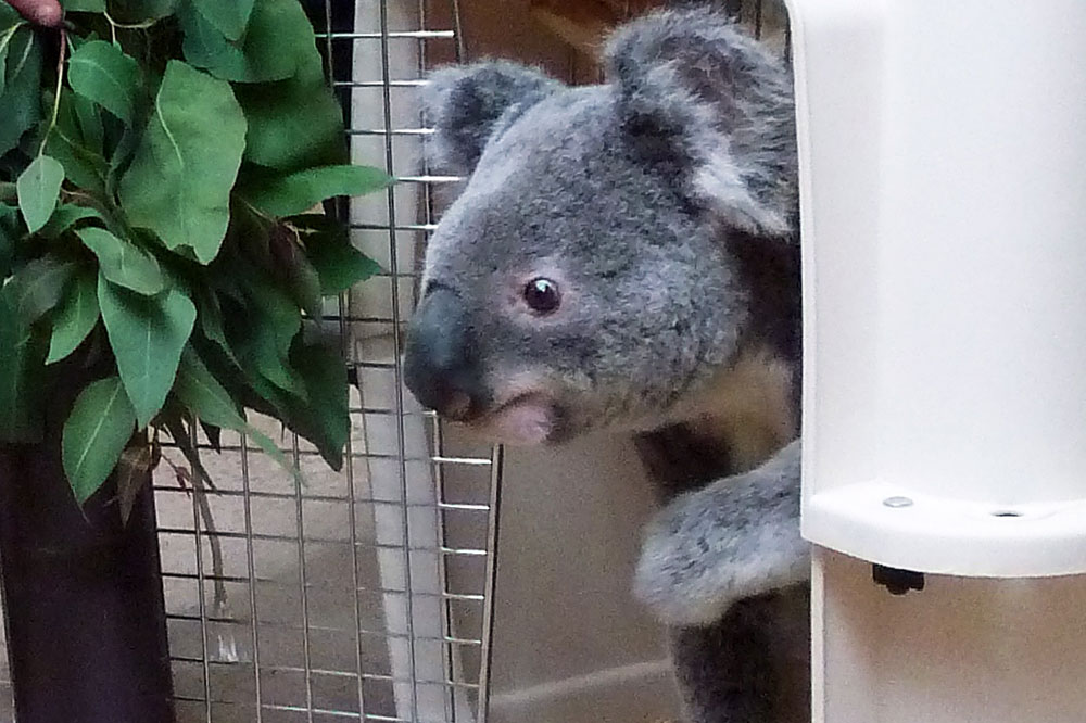 Oobi-Ooobi ist in Leipzig angekommen. Foto: Zoo Leipzig