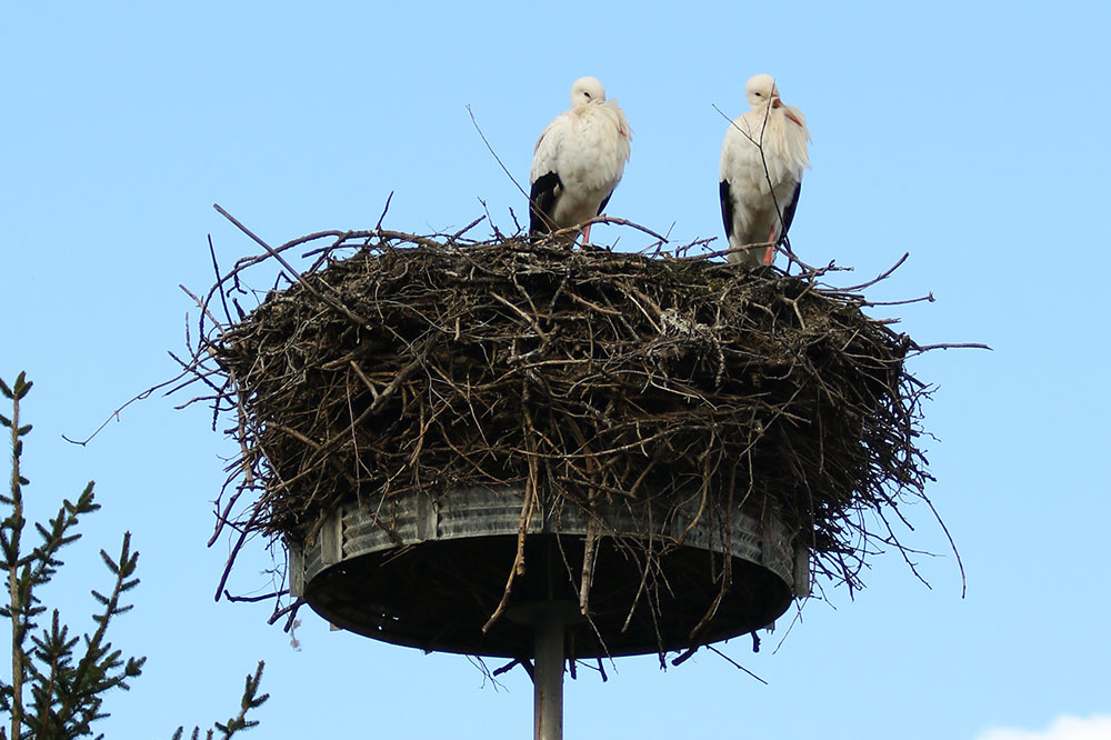 Weißstorchpaar in Hainichen bei Eilenburg 2016. Im Jahr 2015 wurden in Sachsen 317 Weißstorch-Brutpaare gezählt. Foto: Dieter Wend