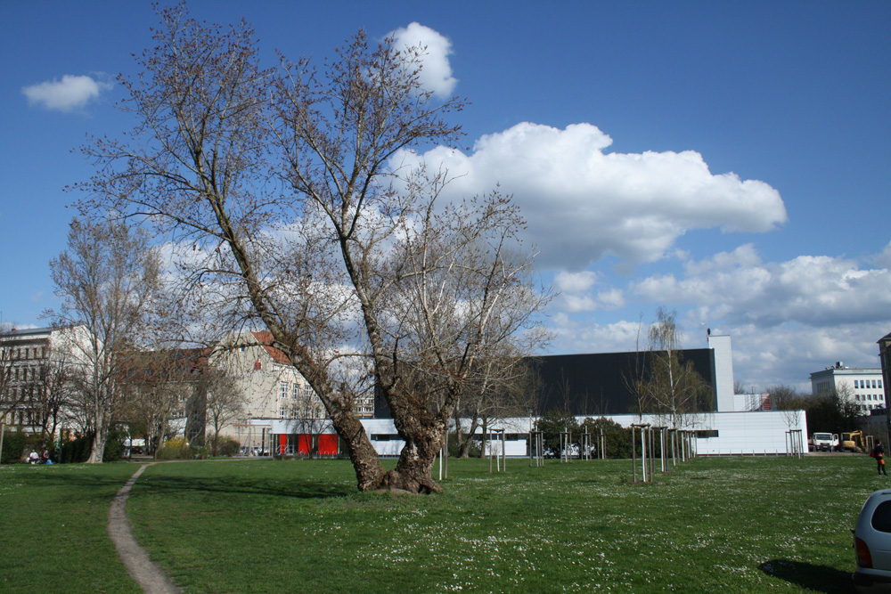 Geplanter Bauplatz: Die Wiese westlich der Sporthalle Brüderstraße. Foto: Ralf Julke