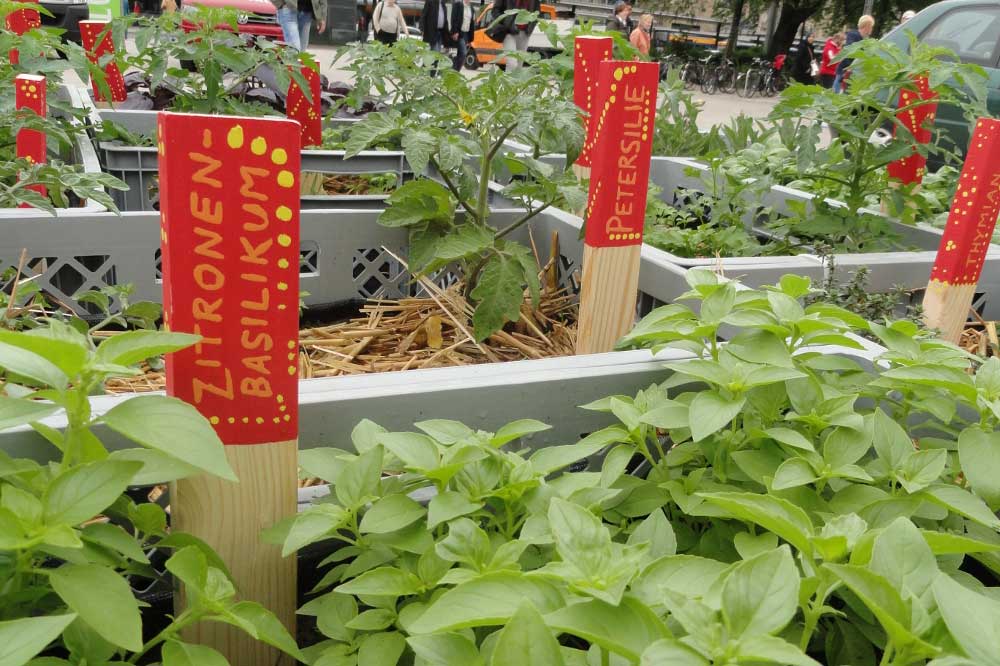 Bunt bepflanzte Hochbeete formen eine 100. Foto: Ökolöwe
