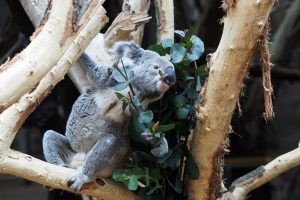 Koala Oobi-Ooobi beim Fressen von Eukalyptus. Foto: Zoo Leipzig