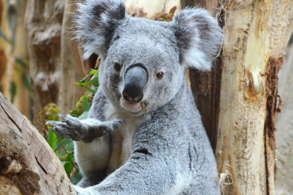 Koala Oobi-Ooobi im Eukalyptuswald von Leipzig. Foto: Zoo Leipzig