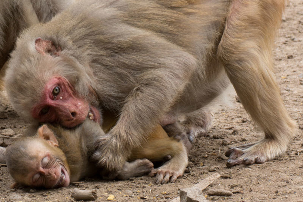 Rhesusaffen-Mütter sind zu ihren Söhnen in deren erstem Lebensjahr aggressiver als zu ihren Töchtern. Foto: MPI f. evolutionäre Anthropologie, Bonn Aure