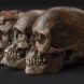 Drei ca. 31.000 Jahre alte Schädel aus Dolni Věstonice im heutigen Tschechien, die zur Bevölkerungsgruppe der Gravettien-Kultur gehören. Foto: MPI für evolutionäre Anthropologie, Martin Frouz and Jiří Svoboda