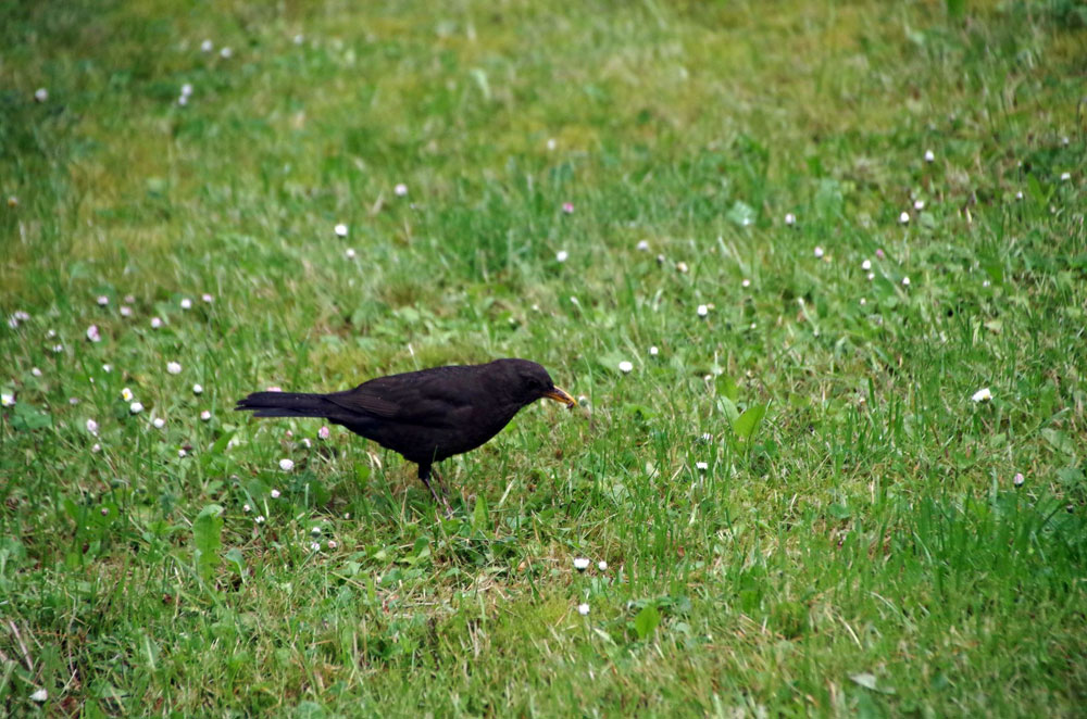 Die Amsel gehört zu den häufigsten Vögeln in Leipzig und Umgebung, ergab die Stunde der Gartenvögel. Foto: Uwe Schroeder
