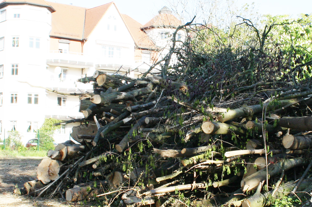 Selbst im Mai wird in Leipzig noch eifrig drauflos gesägt. Foto: Ralf Julke