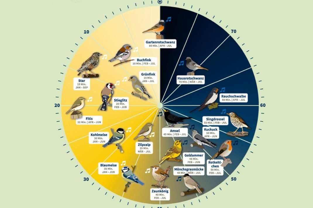 Rechtzeitig zur Stunde der Gartenvögel gibt es nun auch die NABU-Vogeluhr. Foto: NABU Sachsen