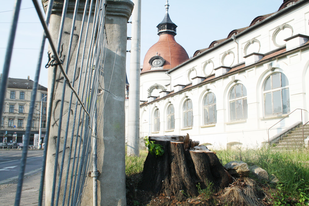 Baum ab am Felsenkeller. Foto: Ralf Julke