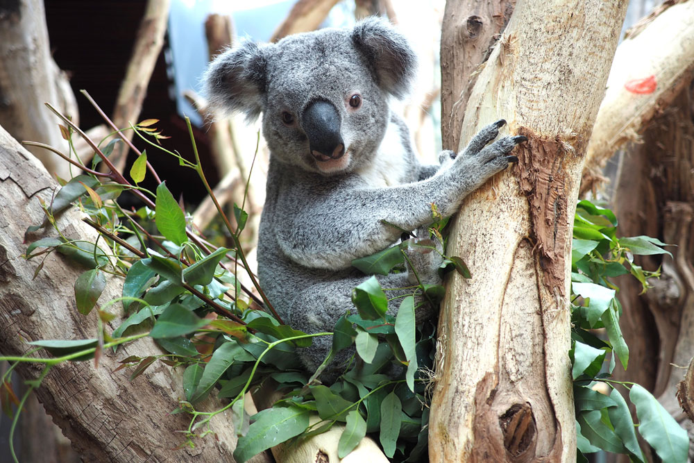 Zum ersten Mal Sommerferien mit Koala Oobi-Ooobi. Foto: Zoo Leipzig