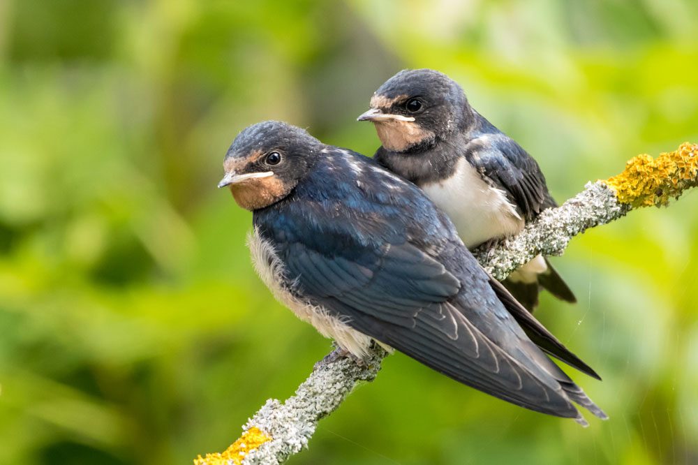 Junge Rauchschwalben. Foto: Bärbel Franzke