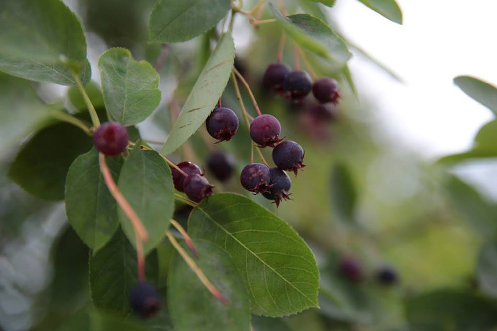 Reife Felsenbirnen. Foto: Peggy Kindermann-Weber