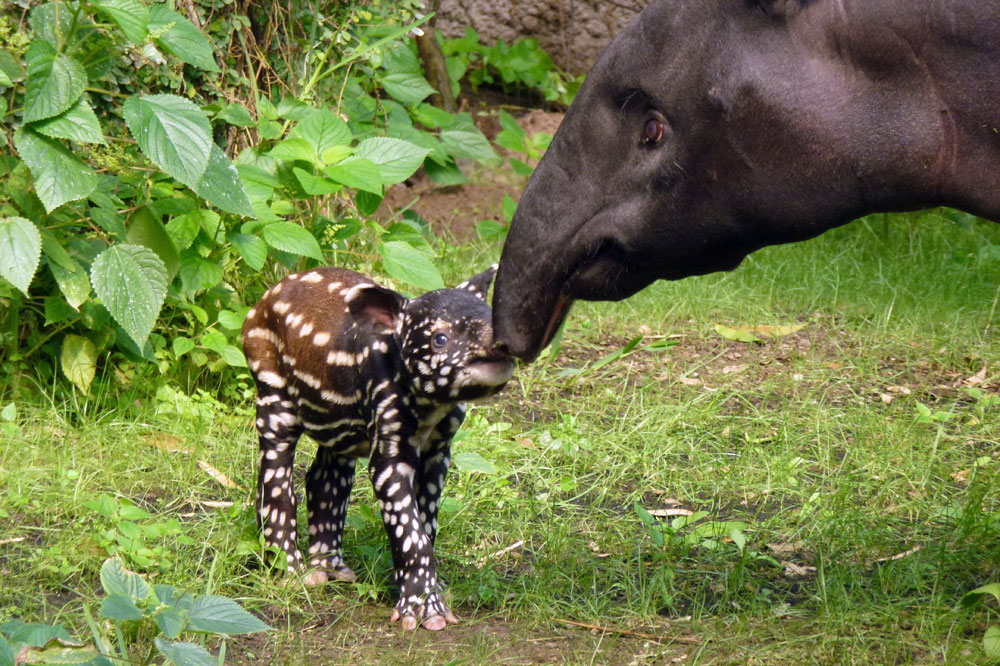 Schabrackentapir Laila mit ihrem Jungtier. Foto: Zoo Leipzig