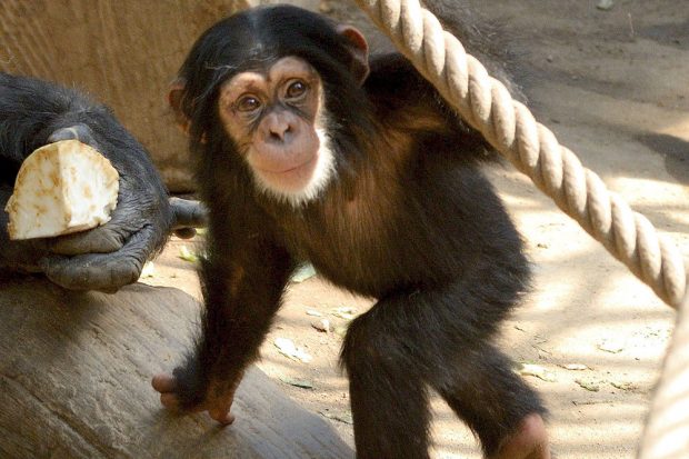 Schimpansenjungtier in Pongoland. Foto: Zoo Leipzig/Martin Klindtworth