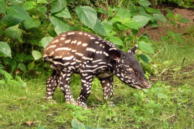 Der kleine Tapir braucht einen Namen - Abstimmung läuft. Foto: Zoo Leipzig