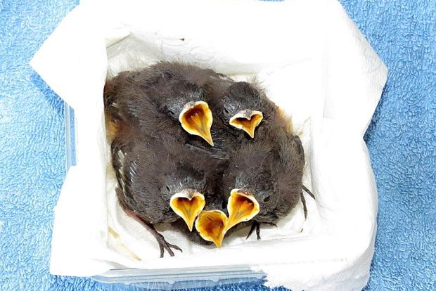 Foto: NABU-Regionalverband Leipzig e.V.