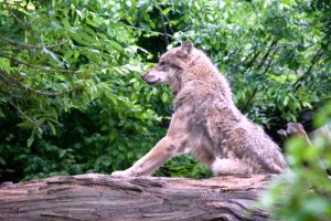 Seit 2000 wieder in Deutschland und Sachsen zurück. Der Wolf. Foto: Klaus Oppermann, WWF