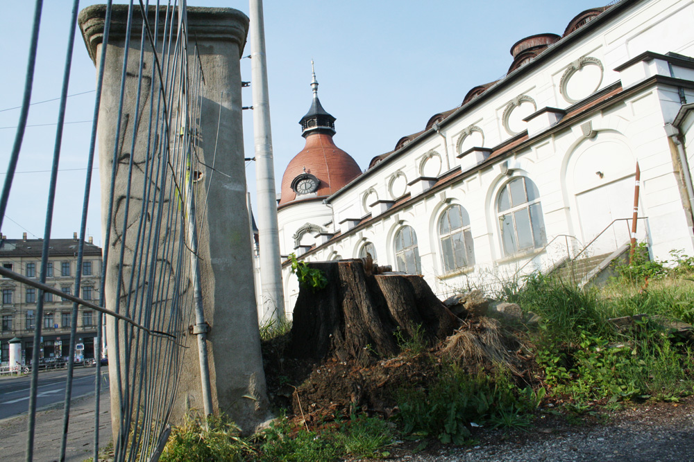 Dieser Baum an der Zufahrt Zschochersche Straße soll durch eine Neupflanzung ersetzt werden. Foto: Ralf Julke