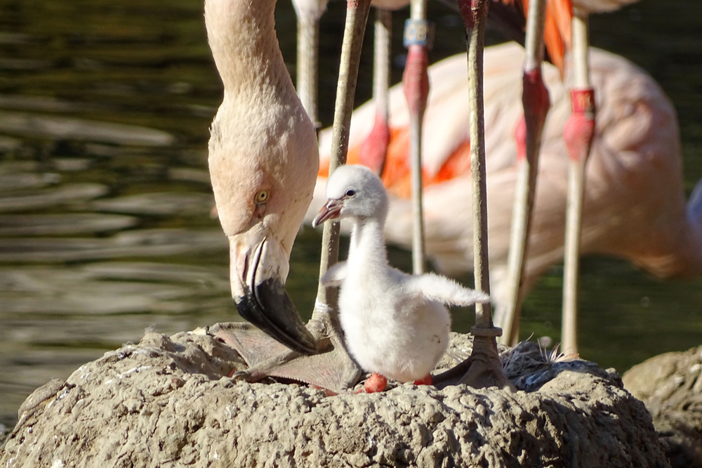 Erstes Küken bei den Chileflamingos in der Lagune. Foto: Zoo Leipzig
