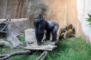 Gorilla Abeeku in Pongoland. Foto: Zoo Leipzig
