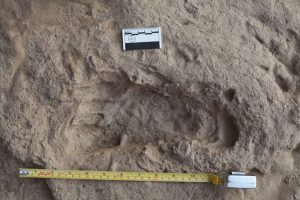 1,5 Millionen Jahre alte Fußabdrücke des Homo erectus. Foto: MPI für evolutionäre Anthropologie, Kevin Hatala