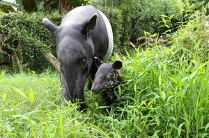 Tapirjungtier Kedua mit Mutter Laila im Alter von einem Monat. Foto: Zoo Leipzig