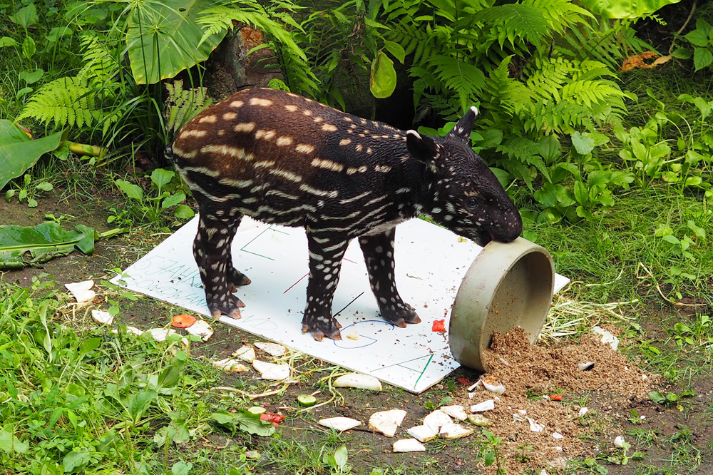 Ketiga half beim Freilegen seines Namens. Foto: Zoo Leipzig